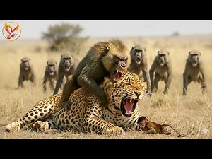 Wild Zambia – The Leopard’s Fight in Deadly Encounters #wildlife | Animal documentary