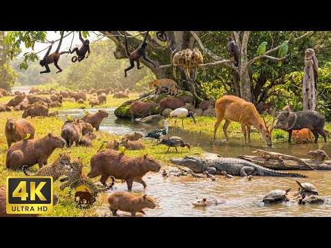 Into the Flooded Forest River Giants & Hidden Depths (4K) Giant Otter, Pink Dolphin, Anaconda