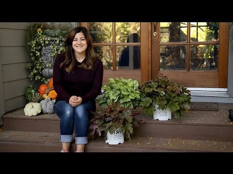 Difference Between A Heuchera, Tiarella and Heucherella // Garden Answer