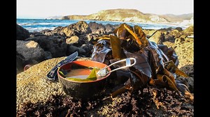 Coastal Foraging: Easy to Find