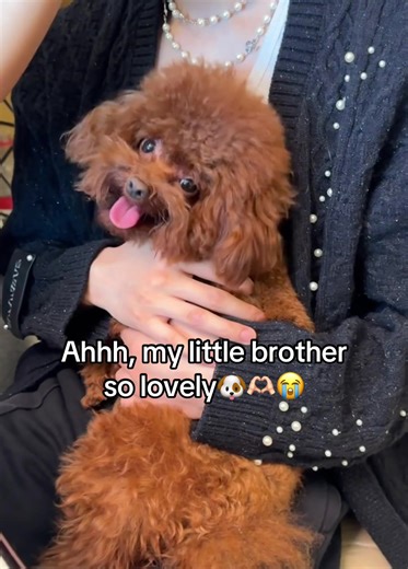 How to Make Dog Food for Stress Relief with Lele