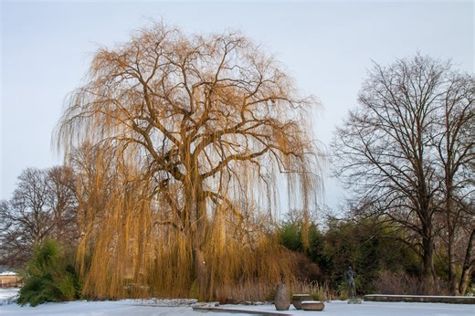 Voici pourquoi planter un saule pourrait transformer votre jardin en fin d'hiver
