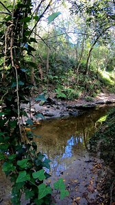 Finding fossils in a urban jungle creek in North Florida | Florida Panhandle Springs and Fossils