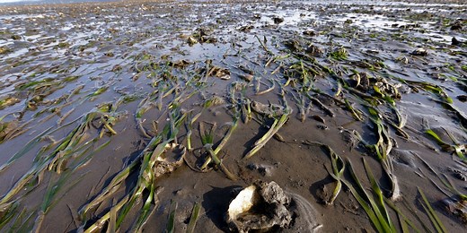 What to know about the FDA's paralytic shellfish poisoning warning
