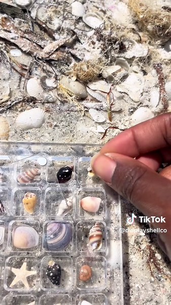 tiny treasure hunting 🐚 #seashells