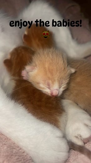 Enjoy the babies! 😻 #brandnew #kittens #mommaandherbabies #sugar #thembabies #mommacat #newbornkittens | January Colbert