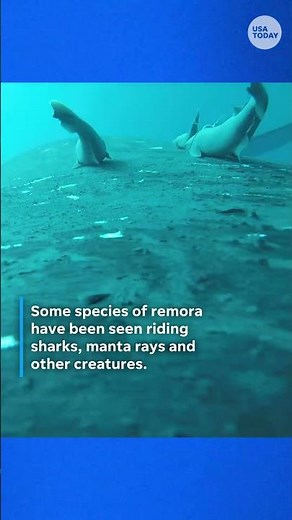 Ride along with ‘sucker fish’ whale-surfing in rare footage