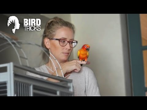 My Sun Conures Won't Leave Me ALONE! (Feat. MikeyMo)