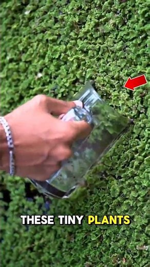 This Tiny Plant Is Literally Floating Gold 🌱💰 #Azolla #NatureFacts #viral #shorts orts #learning
