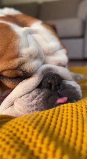 Unexpected Sound: Cat Sneaks Up Confidently on Sleeping Bulldog