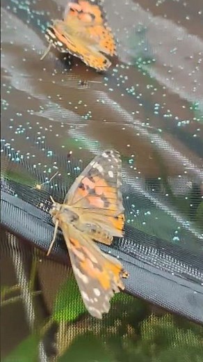The Painted Lady butterflies are laying eggs all over the cage.