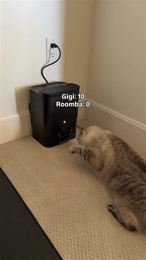 The Roomba dock didn’t stand a chance to Gigi 🥊 #funnycats #catslapping #cutecats #funnyanimals