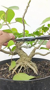 Proses pruning bonsai waru India mame. #waru #hibiscus #belajarbonsai #bonsaibeginner #bonsaimini #bonsaiprocess #bonsaitutorial #themax30cm #fblifestyle | Henzo Bonsai