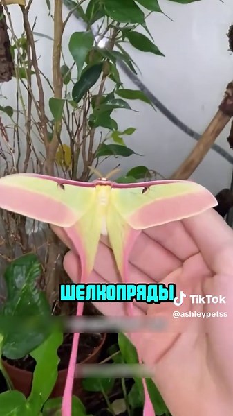 Удивительные крупные мотыльки: красота природы