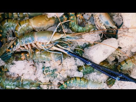 fish cating of india is live!