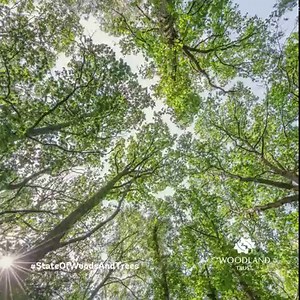 The State of the UK’s Woods and Trees report lays out the facts and trends on the current state of the UK's native woods and trees. A good understanding of their current state will enable us all to realise their vital role in tackling climate change, improving our wellbeing, and recovering nature. Download and read the full report on our website: http://www.woodlandtru.st/w1X0A | The Woodland Trust