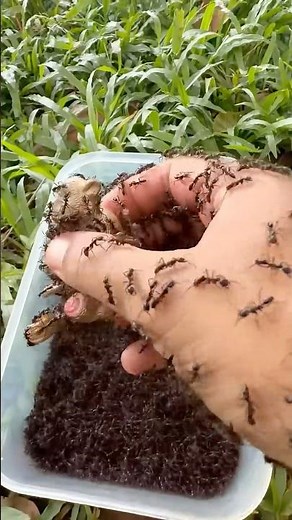 I Saved Monkey Toy From Bullet Ants Nest