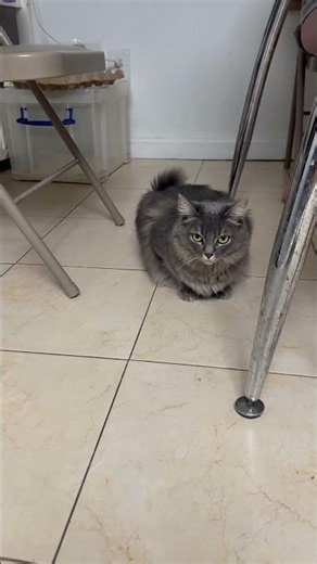 Cute cats #catvideos #cat #catshorts #cutecat #catlife #catvideo #funny #funnyshorts #funnyvideo