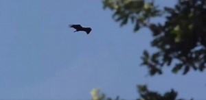ARBDD: A fost lansat noul documentar „Păsările și liniile electrice de-a lungul Dunării”(VIDEO)