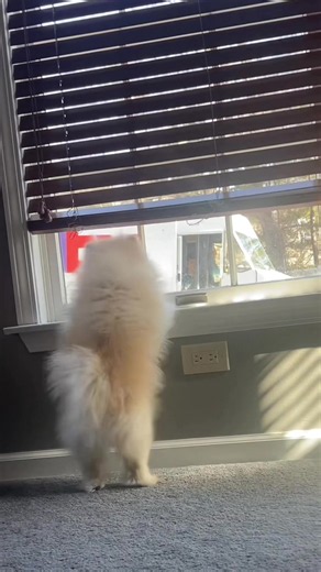 Pomeranian Puppy Playtime: Cute Moments with Small Dogs