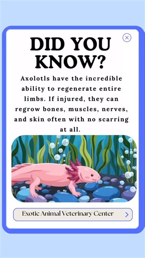 DID YOU KNOW? #eavc #axolotls #exoticanimalvet #pasadena #exoticpets | Exotic Animal Veterinary Center