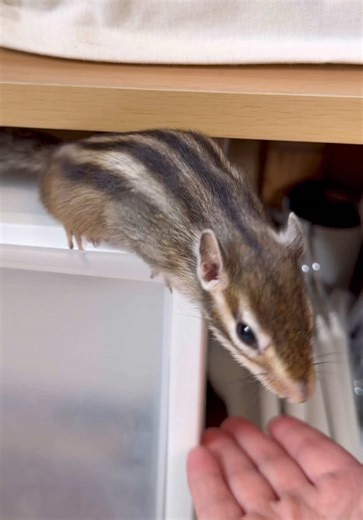 そろそろクローゼットの整理をしたかったので、このはさんが新しい寝室を作ったタイミングを利用させてもらいました。本当に申し訳ないなぁと思います。 ただ、次はこのクローゼットのどこに新しい寝室を作るのかを楽しみにしている自分もいます☺️ 撤去してて出てきた謎の布…。間違いなく私が置いたはずだけど全く覚えてません😓元々の色がモカ色なんだと思いますが、それにしてもずいぶん薄汚れてました💦 シマリスと一緒に快適に暮らす日常♡ #シマリス #ペット #chipmunk #シマリスと暮らす