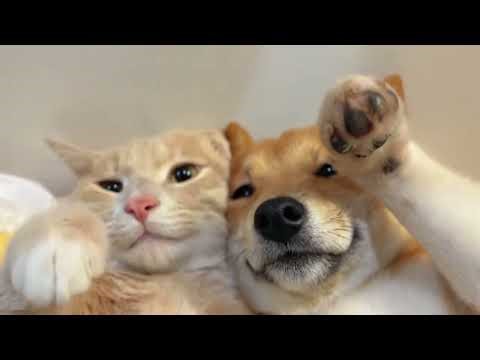 When Your Cat and Dog Love to Wrestle