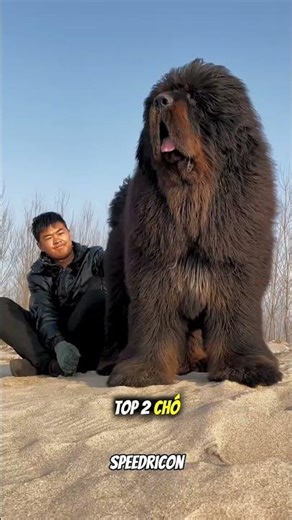 "Top 3 con vật có mức giá đắt nhất hành tinh 😱" #animals #shorts