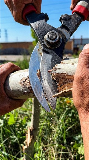 Perfect Tree Trimming: Professional Precision Skills! 🌳✂️ #Shorts #Gardening #Satisfying