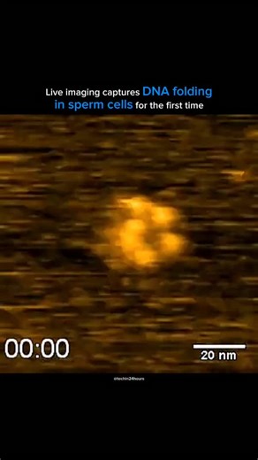 Tech in 24 hours on Instagram: "Researchers at Nano Life Science Institute (WPI-NanoLSI), Kanazawa University and colleagues have achieved a breakthrough in understanding sperm DNA packaging. Using high-speed atomic force microscopy (HS-AFM), they captured the real-time process of protamine (PRM)-induced DNA condensation, providing critical insights into fertility, genome stability, and future applications in medicine. Join Telegram(link in bio) to get source link 🔗 #tech #techenthusiast #techn