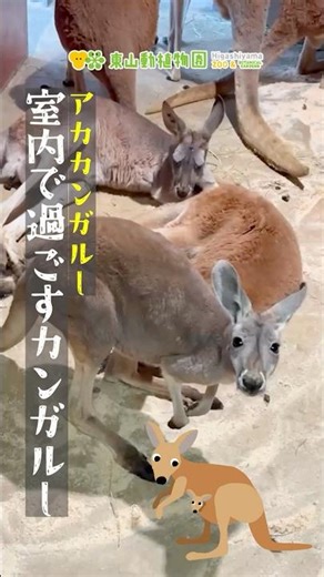 【東山動植物園公式】室内で過ごすカンガルー 《 アカカンガルー カンガルー 》#shorts