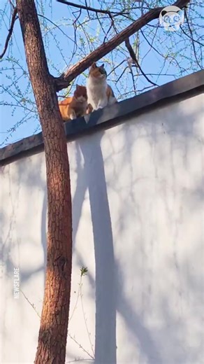 Cat shows his friends how to climb trees | Awesome
