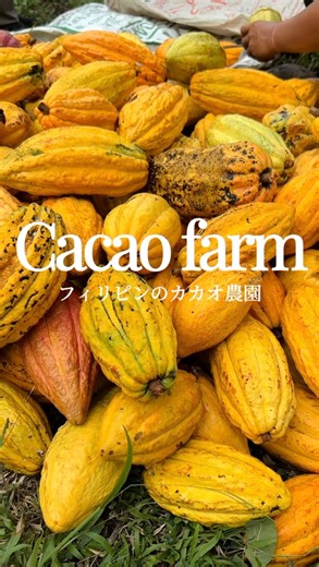 Malika Cacao | Craft Chocolate by IMAGINUS on Instagram: "チョコレートのフルーツ、食べたことありますか？ こんにちは、マリカカカオです。今回は、フィリピン、ネグロス島のカカオ農園からカカオのフルーツをご紹介します。普段からチョコレートで親しんでいるカカオ。幹に直接果実がつく、幹生果（かんせいか）と呼ばれる果実です。実を大きなナイフで切り、パカッと割ると、カカオパルプと呼ばれる白くて甘酸っぱい果実が現れます。チョコレートになるのはこの種の部分。この甘酸っぱいフルーツがどのようにチョコレートになっていくのかを、これからこのアカウントで紹介していきます。 私たちは、カカオ栽培とチョコレート作りを通してフィリピンの山間部に住む人々の仕事づくりと所得向上に取り組んでいます。 まだ1ha の農園と数少ないスタッフで運営していて、カカオから作る美味しいクラフトチョコレートを作り続けるには、皆さんの助けが必要です。 返礼品としてチョコレートもご用意しております。クラウドファンディングの詳細はプロフィールから。ご支援よろしくお願いします！ Hav
