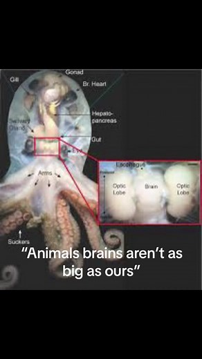 You dont have to have invented cell phones and sky scrapers to be on par with human ineligence. Half of what we think “makes us smart” was ultimately just luck. In reality, animals not so lucky to be adapted to enviorments where fire and tools can be manipulated so easily will have found alternative lifestyles, this doesnt make them less intelligent. Just like stone age humans were just as intelligent and conscious as modern humans. Neothilic settlers werent “simple minded” because they didnt cr