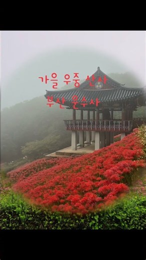 가을비 우산 속 운수사 꽃무릇 #부산가볼만한곳 #가을 #부산여행