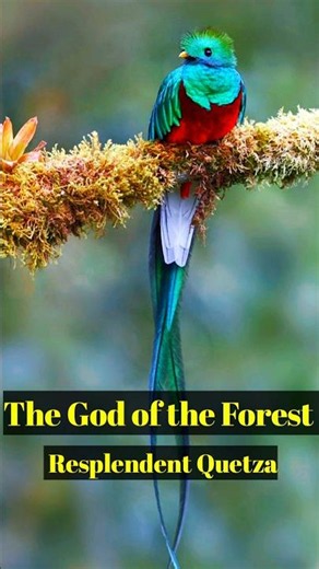 Meet the "God of the Forest" - Resplendent Quetzal Documentary 🇬🇹