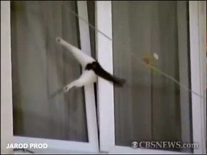 Cat Fail Compilation 2013 || DFC