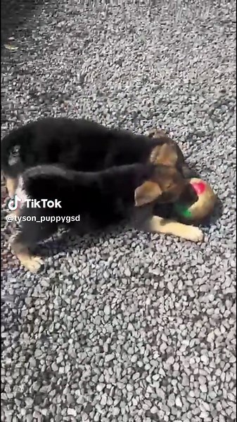 Exploring the Joy of GSD Love and Puppies