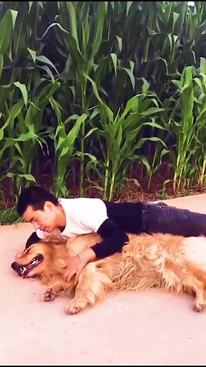 The dog is not dirty, it is our most loyal friend.#dog #pet #bestfriend #petstory #foryourpage #dogsoftiktok #foryou #fyp