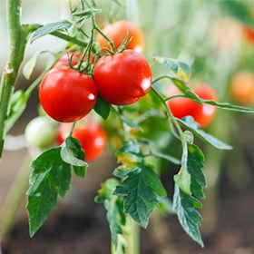 Tomatplanter | Dyrkning af tomaterplanter i drivhus