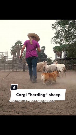 Corgi Herding Fun Explained