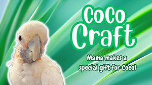 9.4K views · 988 reactions | I am not sure that Coco understands how valuable her craft is that I made her. The reaction was less then happy. Coco would rather be up in everyone’s business. Cookie told on Cyd!!! 列 | Lucky Lou and Coco Too | Facebook