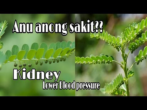 Sampaluk sampalukan halamang gamot|Madaming nagagamot na sakit|Alamin ang magandang dulot sa katawan