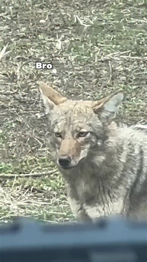 Checking the Coyote Trap at First Light #Coyotes #OutdoorAdventure #TrappingTips | Kendall Gray Outdoors