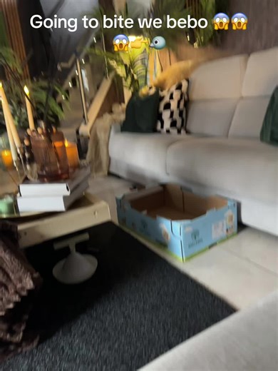 Hilarious Animal Moments: The Comedic Antics of a Little Prankster