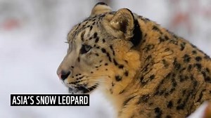 On #SnowLeopardDay, discover how the survival of people and snow leopards are intertwined in Asia's high mountains and what it means to live alongside this big cat 👇 💡Learn more about how WWF and its partners collaborate with communities to ensure that both people and snow leopards can thrive together. #livingwithbigcats #worldwithoutbigcats | WWF-Laos