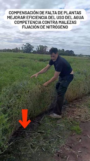 De todo un poco, la Vicia villosa sigue siendo por ahora una buena elección para nuestra región. #convercrops #cultivodecobertura #cultivosdeservicios #marcosjuarez #cordoba #argentina🇦🇷 | Marcos Juárez Covercrops