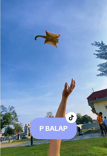 Lulu Main di Luar: Petualangan Sugarglider