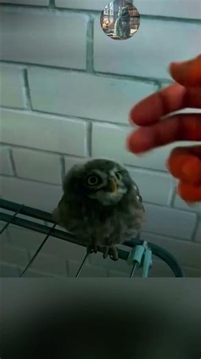 A sweet little owl comes to eat every evening! 🦉 😲 🥩