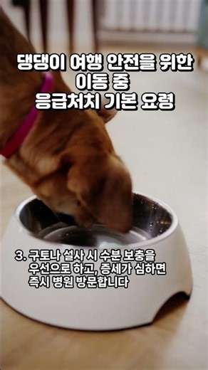 Basic First Aid Tips for Safe Dog Travel